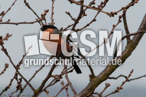 Gimpel (29 von 40).jpg